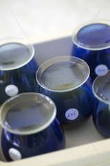 Bläuliche Gläser für die Verkostung des AOC -Öls von Nyons