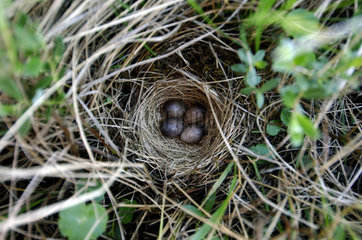 Texel  nest with eggs of a field bird in the esturarium of nature reserve de Slufter