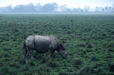 Rhinocéros unicorne broutant PN de Kaziranga Inde