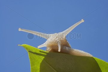 Head of a Snail jutting out from a leaf France