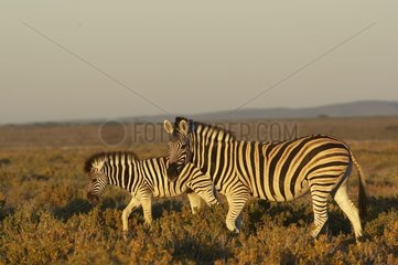 Burchell's Zebra and foal Namibia