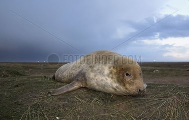 Grey seal lying down on grass Donna Nook UK