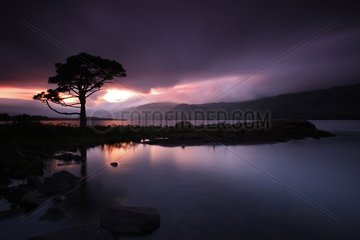 Tree by the Loch Maree at dusk Scotland
