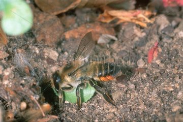 Blattschneiderbiene  die mit einem geschnittenen Blatt in ihr Nest eintreten