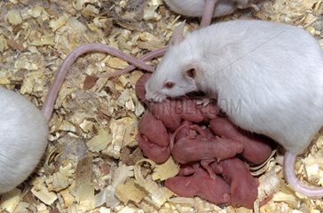 White mouse with its two-days old youngs
