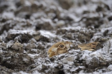 European brown hare on a field with snow in winter Germany