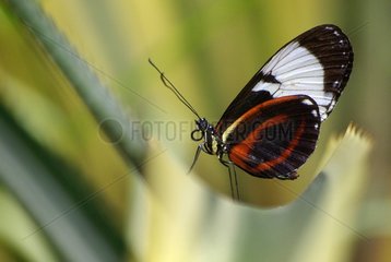 Blue and White Longwing on a leaf in a tropical greenhouse