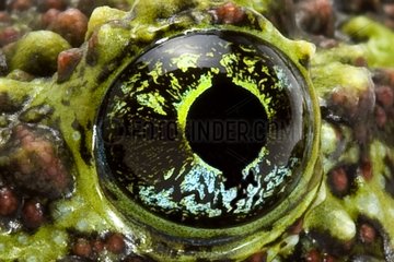 Eye of Vietnamese Mossy Frog studio