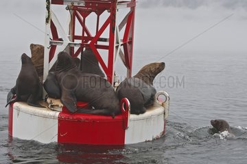 Steller Sea Lions ruht auf einer Marker Boje Alaska