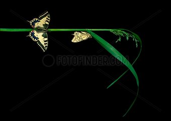 Pair of Butterfly Swallowtail butterfly on a green grass bit Studio