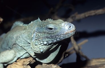 Cayman Island Ground Iguana