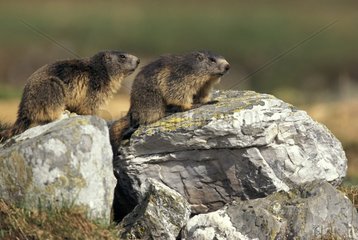 Two Marmots on a rock Vanoise National Park French Alps
