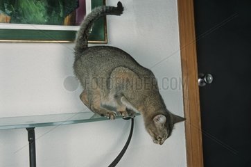 Chat croisé Abyssin s'apprêtant à sauter d'une table
