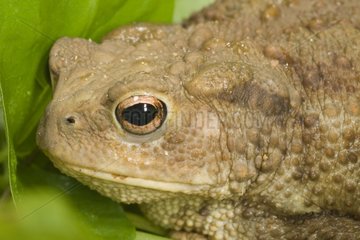 Portrait of a Common toad France