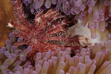 Pracht Sea -Anemone  das eine Crinoid Australia QLD isst