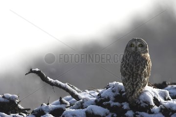 Short-eared owl on a earth heap Calvados France