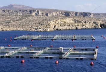 Sea-bream breeding in the Mediterranean sea Crete Greece
