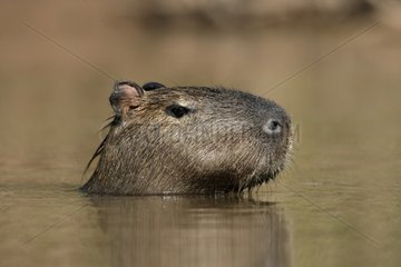 Porträt eines Capybara in Wasser Brasilien