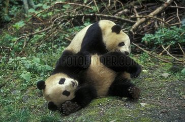 Junger Grand Panda spielt Wolong China Reserve