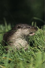 Porträt eines Otters von Eurasien im Elsassgras