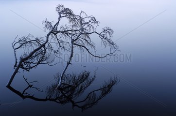 Dead tree reflecting in a lake Tresticklan Park Sweden