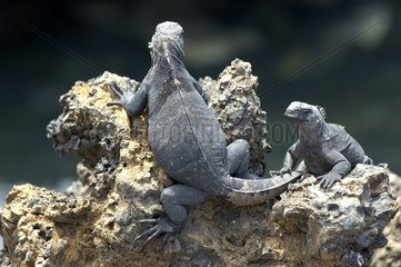 Iguanes marins sur un rocher Isabela Galapagos