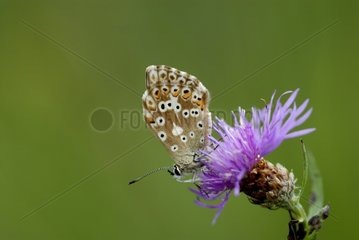 Chalkhill Blue Butterfly sammeln Nektar eine Blume im Sommer