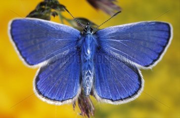 Blue Argus posierte in einem Ostwaldwerk Frankreich