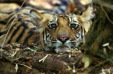 Junger bengalischer Tiger PN Bandhavgarth Indien