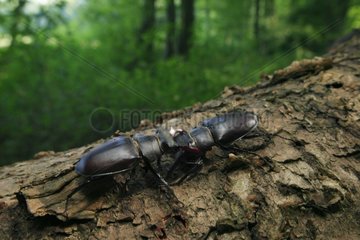 Stag beetles males fighting Burgundy France