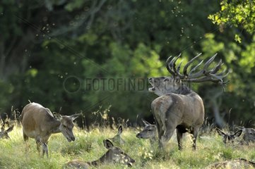 Deer male bellowing and female Dyrehaven Denmark