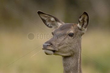 Female Elk's portrait with grass its mouth Denmark