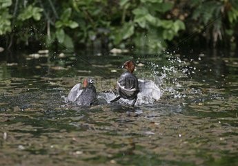 Little grebes shaking themself in water United-Kingdom