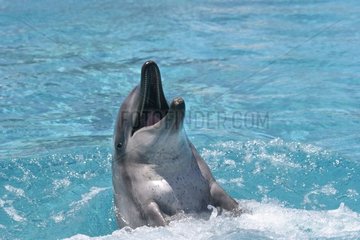 Großer Delphin  der in einem Becken in Südafrika spielt