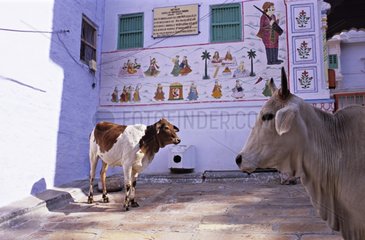 Heilige KÃ¼he in der StraÃŸe Rajasthan Indien