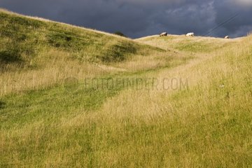 Sheeps in a meadow Lancaster England
