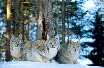 Female eurasian Lynx and its young Area of Orsa in Sweden