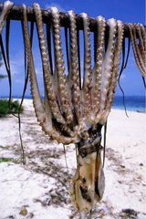 Octopus drying in the sun Pemba island Zanzibar