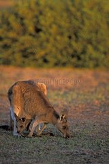 Femelle Kangourou gris et son jeune broutant de l'herbe