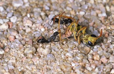 Ant attacking a wasp on the ground