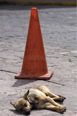 Dog sleeping in the street Otavalo Ecuador