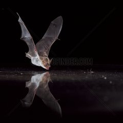 Mouse-eared bat drinking while flying Germany