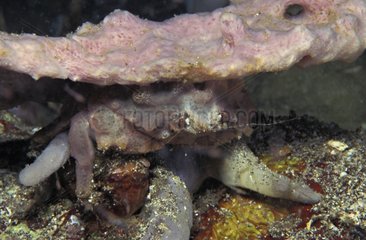 Sponge Crab and sponge on its back for camouflage