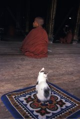 Young monk and kitten sit in a temple Burma