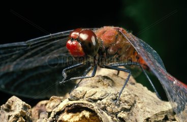 Ruddy darter posed on a stock France