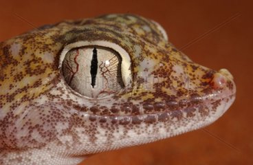 Portrait of Dune Sand Gecko United Arab Emirates