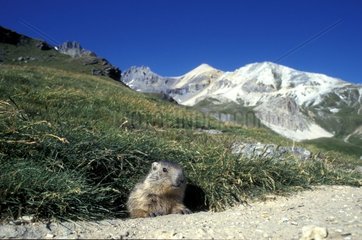 Jeune Marmotte des Alpes sortant de son terrier PN Vanoise