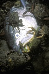 Crabes mangeant un Lieu mort Gloucester New England