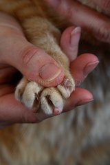 Presentation of the claws of a cat held in hand France