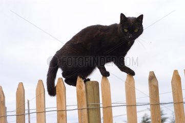 Chat noir marchant en équilibre sur une barrière